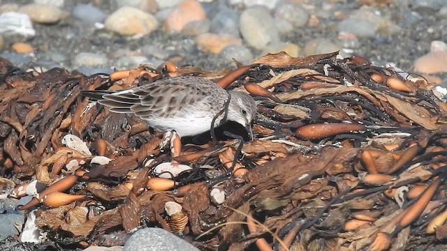 Weißbürzel-Strandläufer - ML620673794