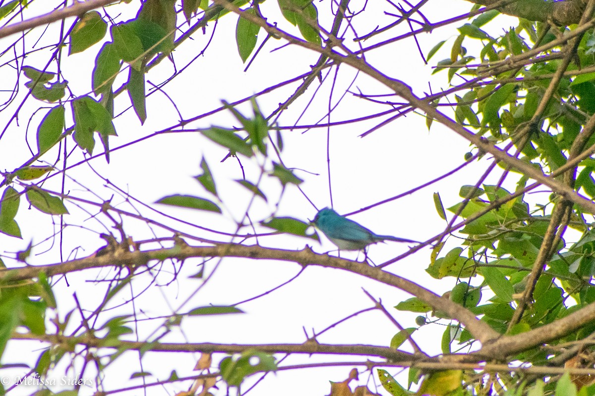 African Blue Flycatcher - Melissa Siders