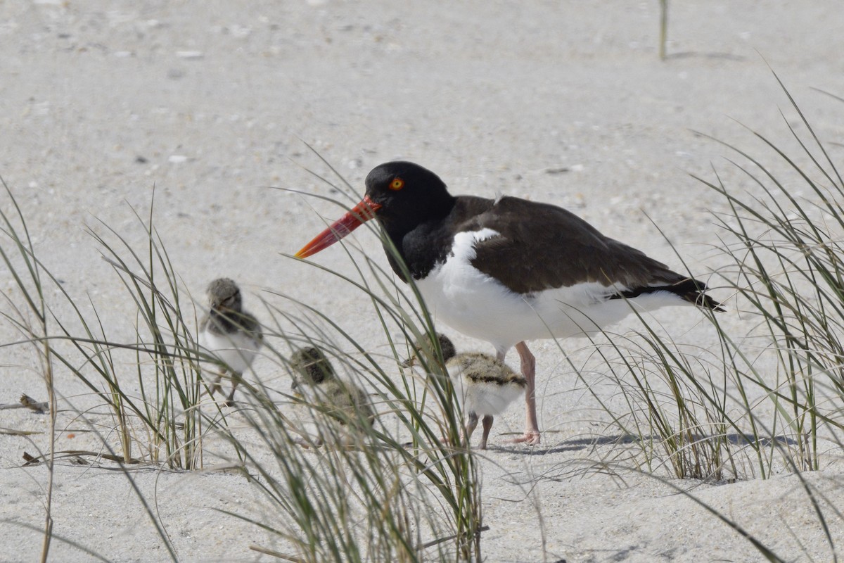 American Oystercatcher - ML620673803