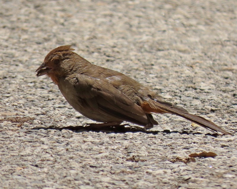 California Towhee - ML620673804