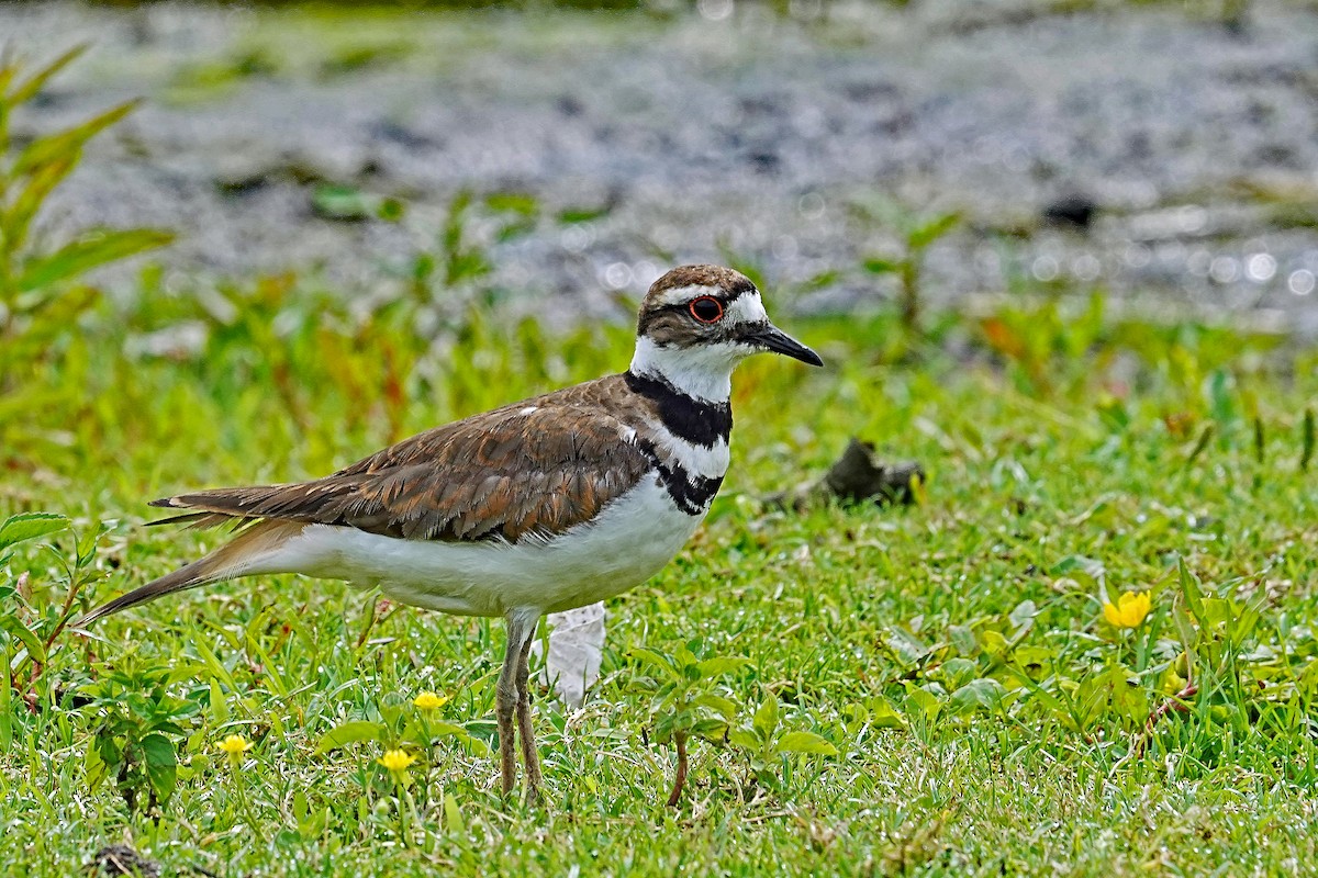 Killdeer - ML620673807