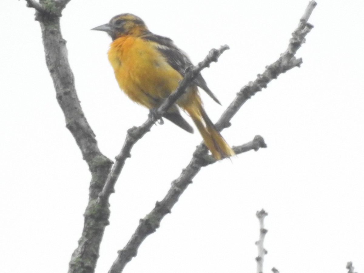 Baltimore Oriole - ML620673809