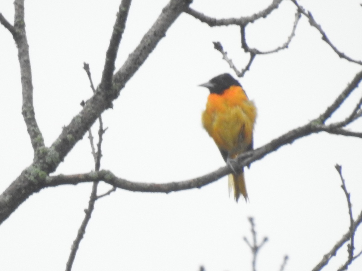 Baltimore Oriole - ML620673811