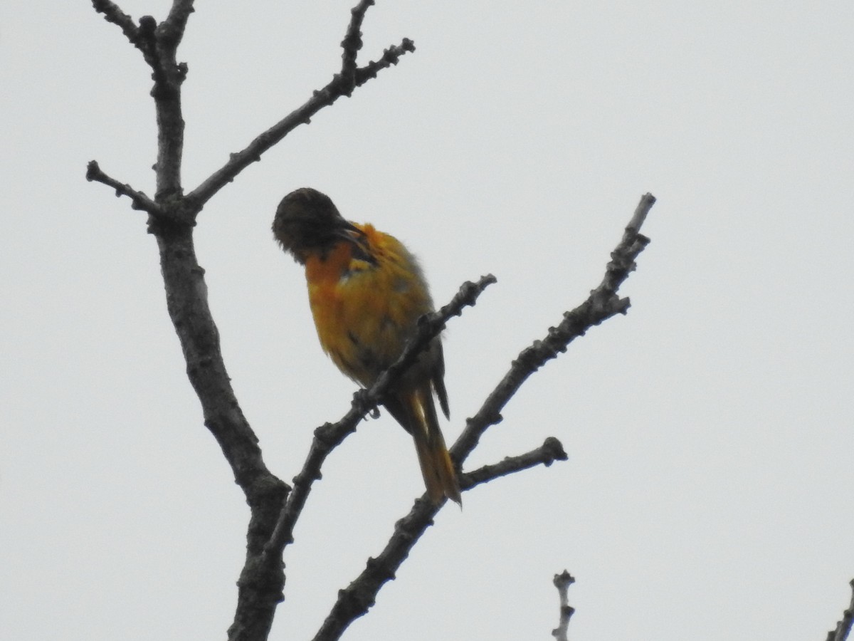 Baltimore Oriole - ML620673812