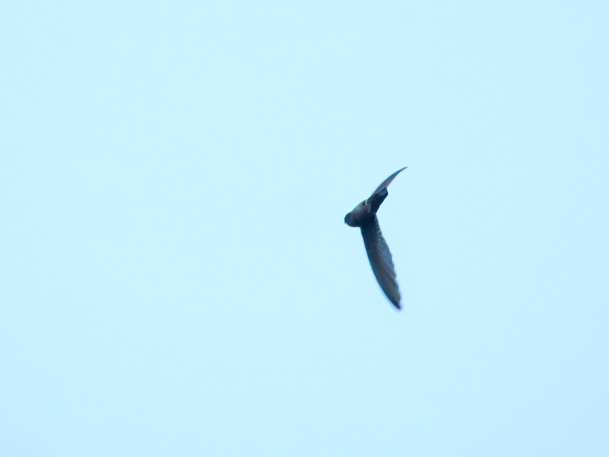 Pygmy Swiftlet - ML620673814