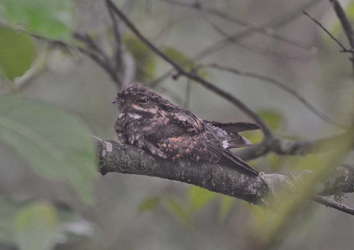 Gray Nightjar - ML620673815