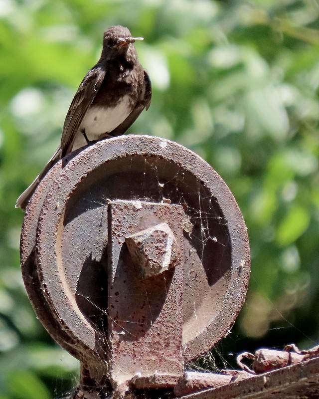 Black Phoebe - greg slak