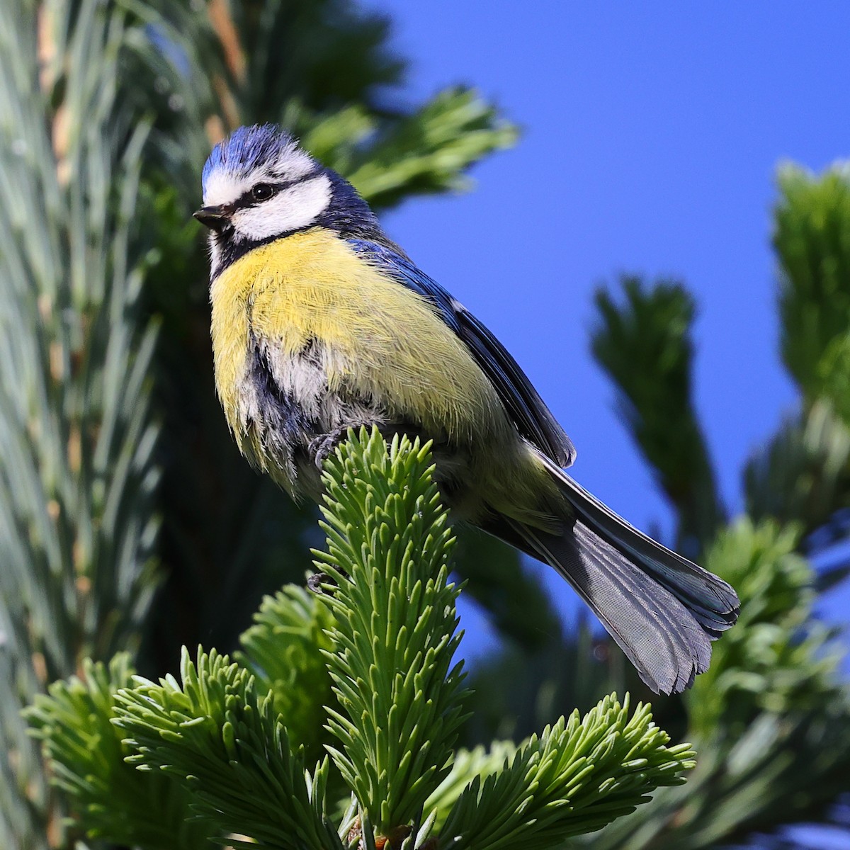 Eurasian Blue Tit - ML620673824