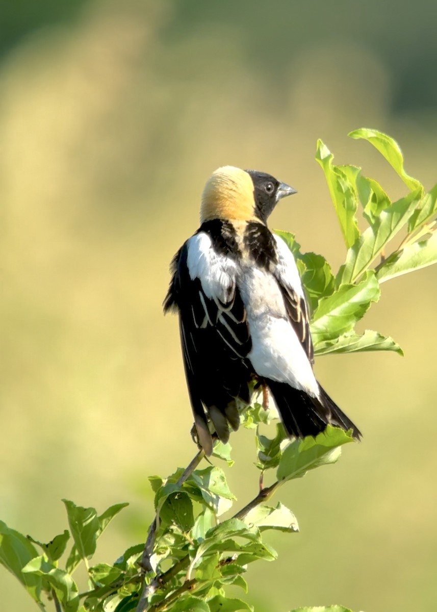 bobolink americký - ML620673825