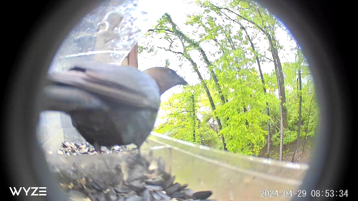 Brown-headed Cowbird - ML620673826