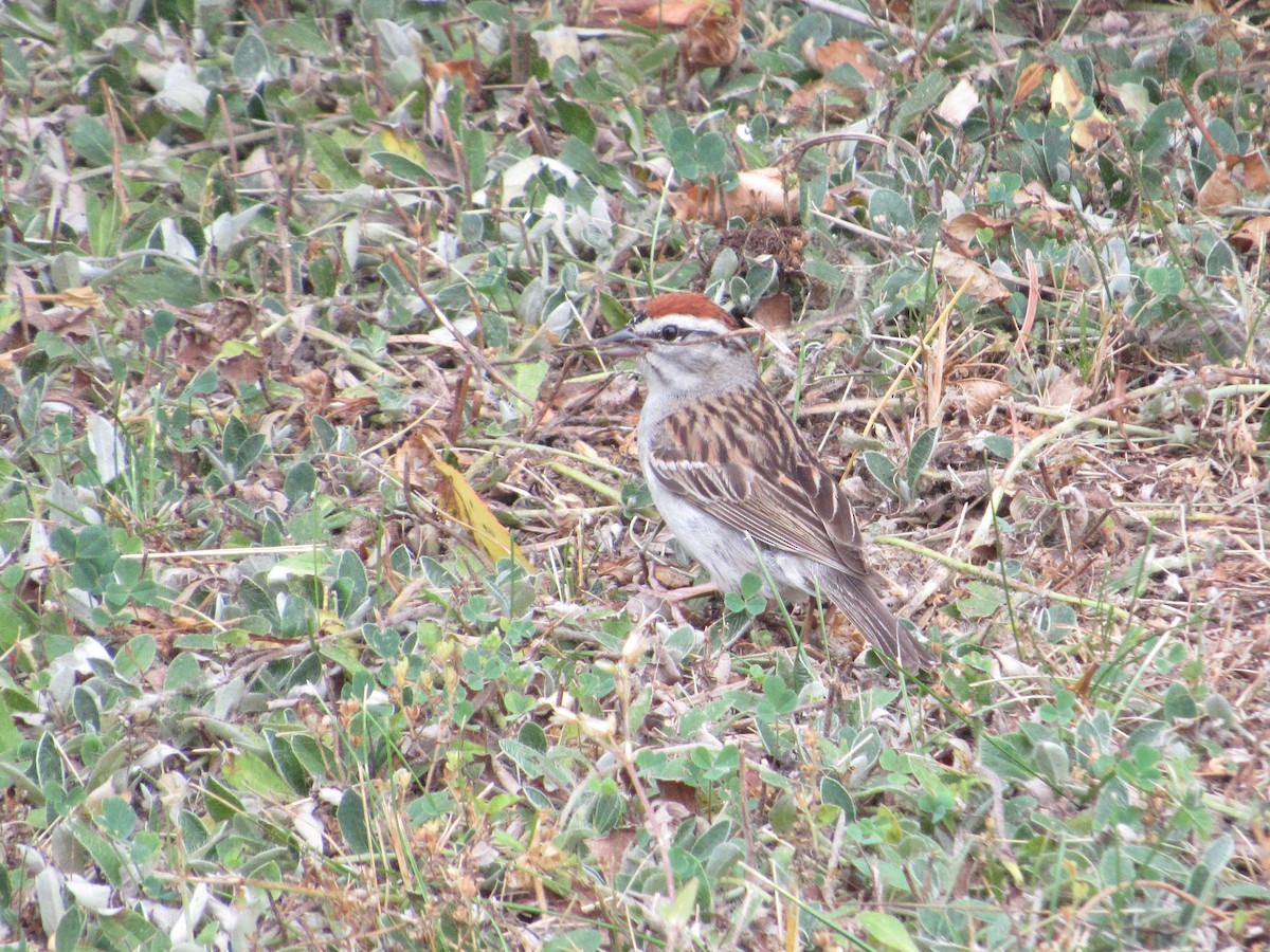 Chipping Sparrow - ML620673828