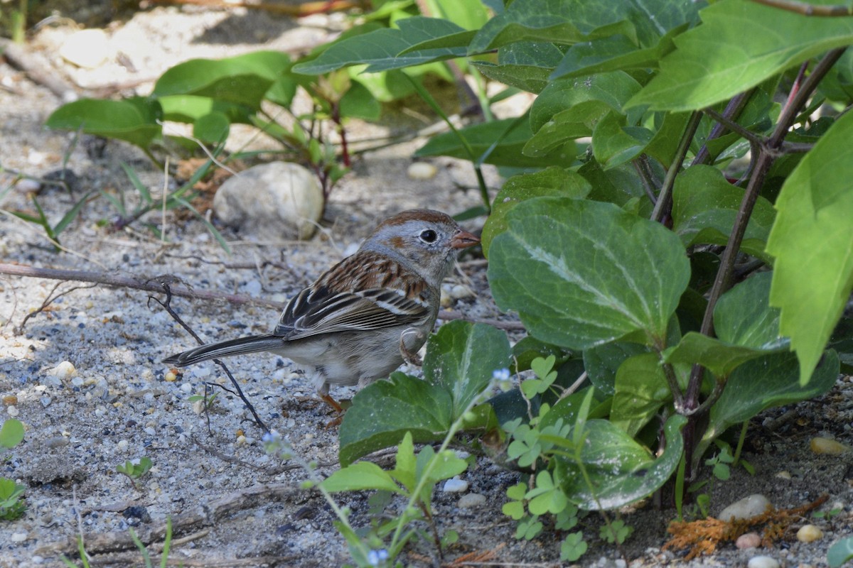 Field Sparrow - ML620673839