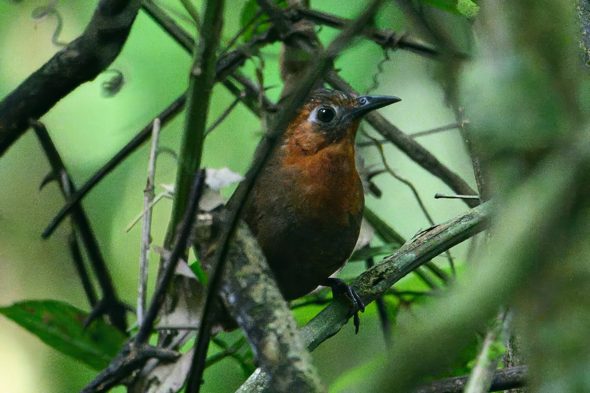 Song Wren - ML620673852