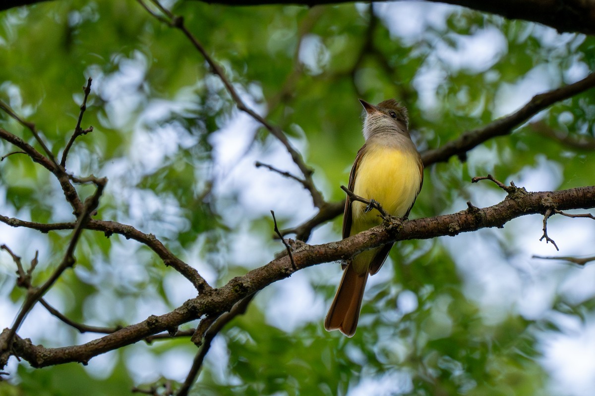 Great Crested Flycatcher - ML620673854