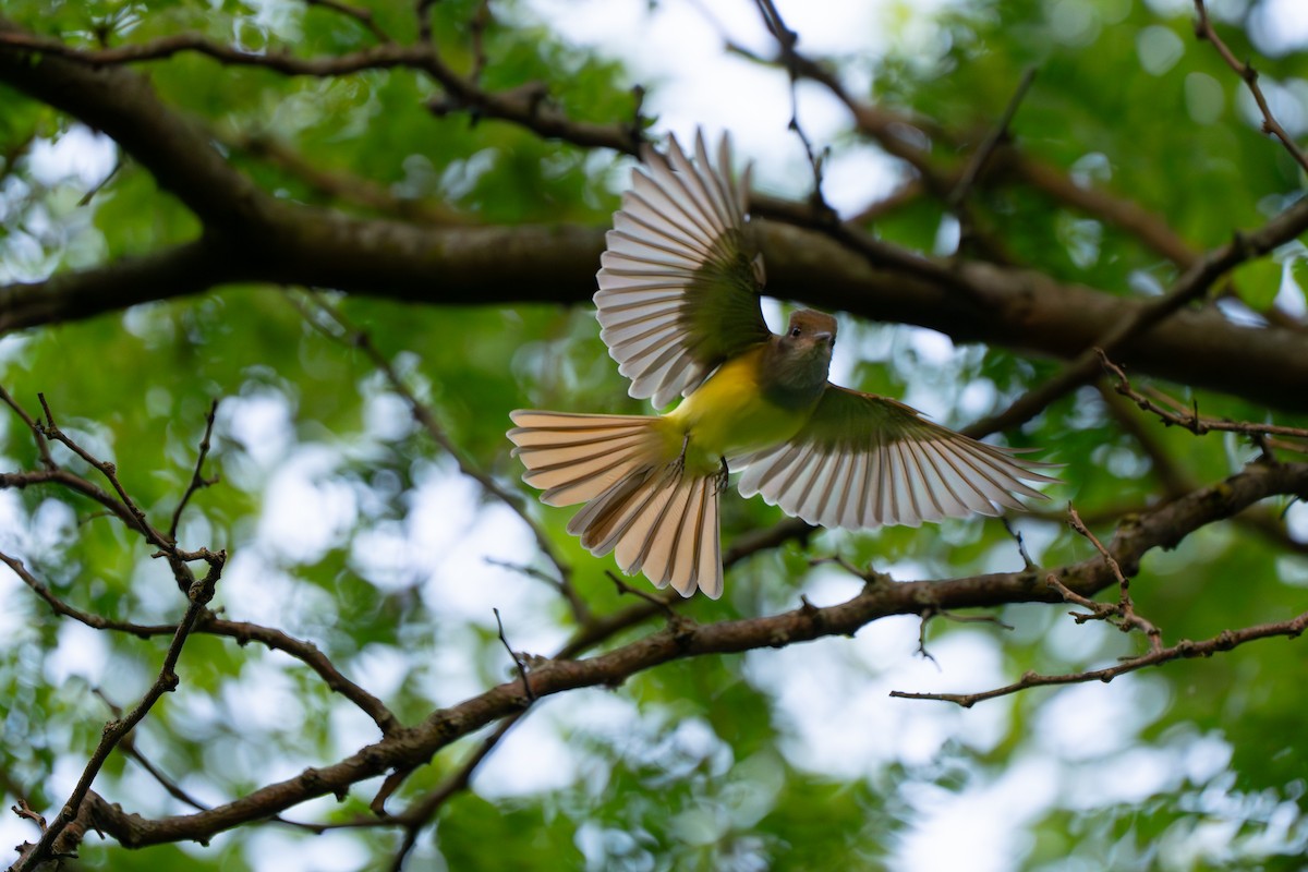 Great Crested Flycatcher - ML620673855