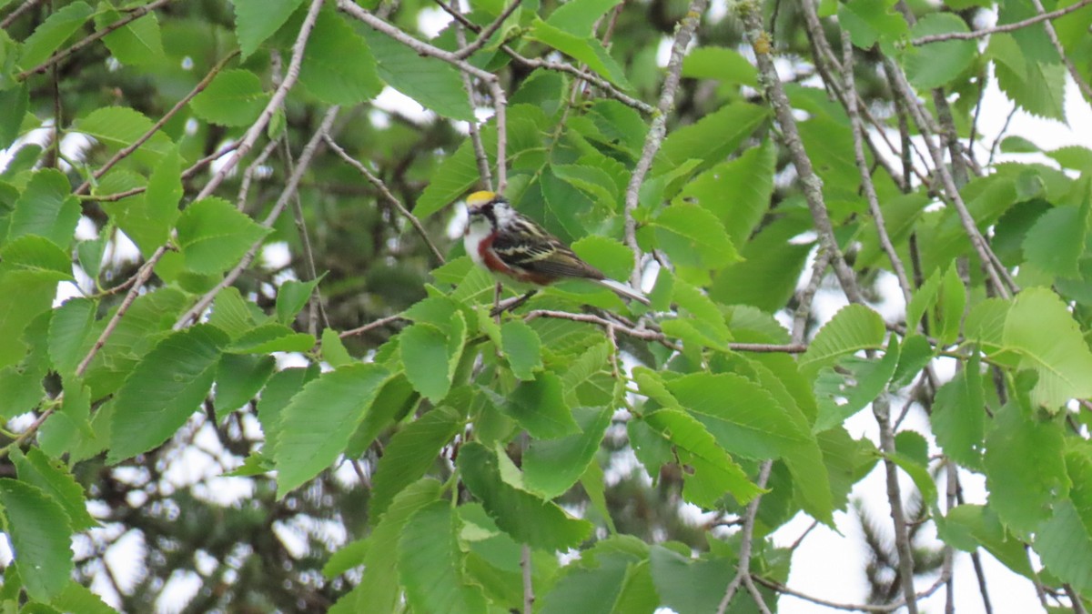 Chestnut-sided Warbler - ML620673856