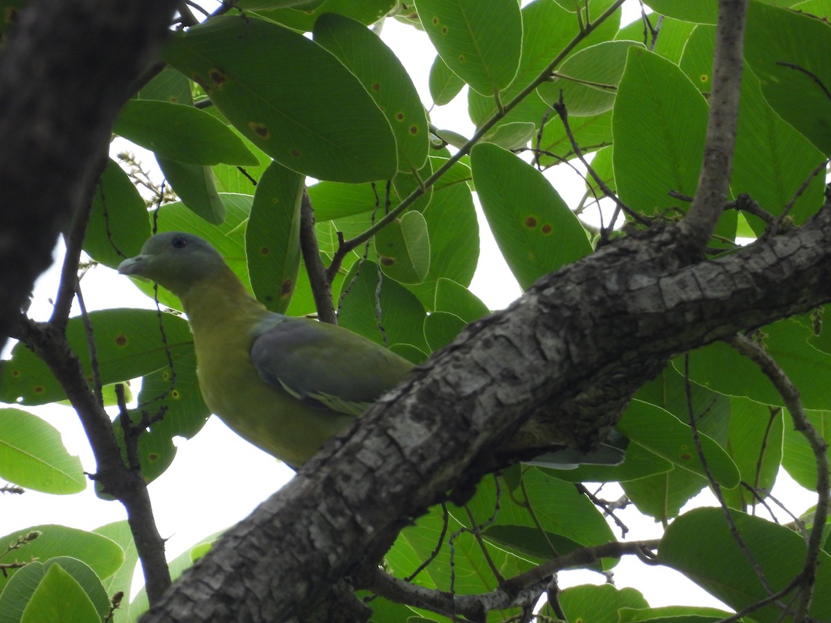 Yellow-footed Green-Pigeon - ML620673859