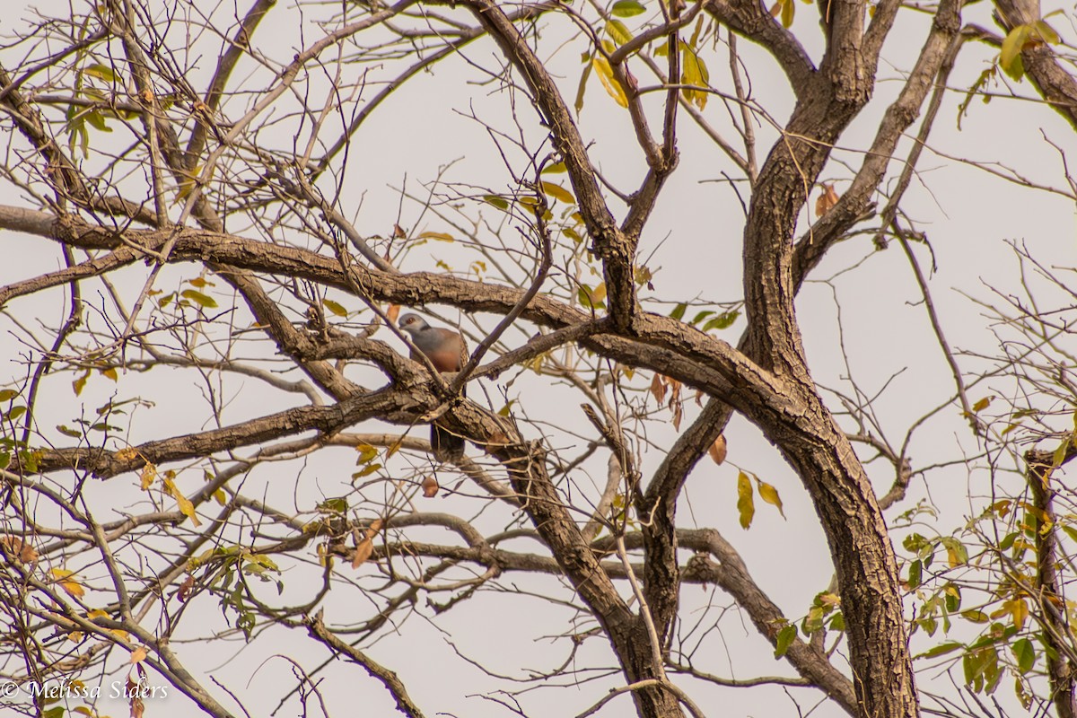 Adamawa Turtle-Dove - ML620673862