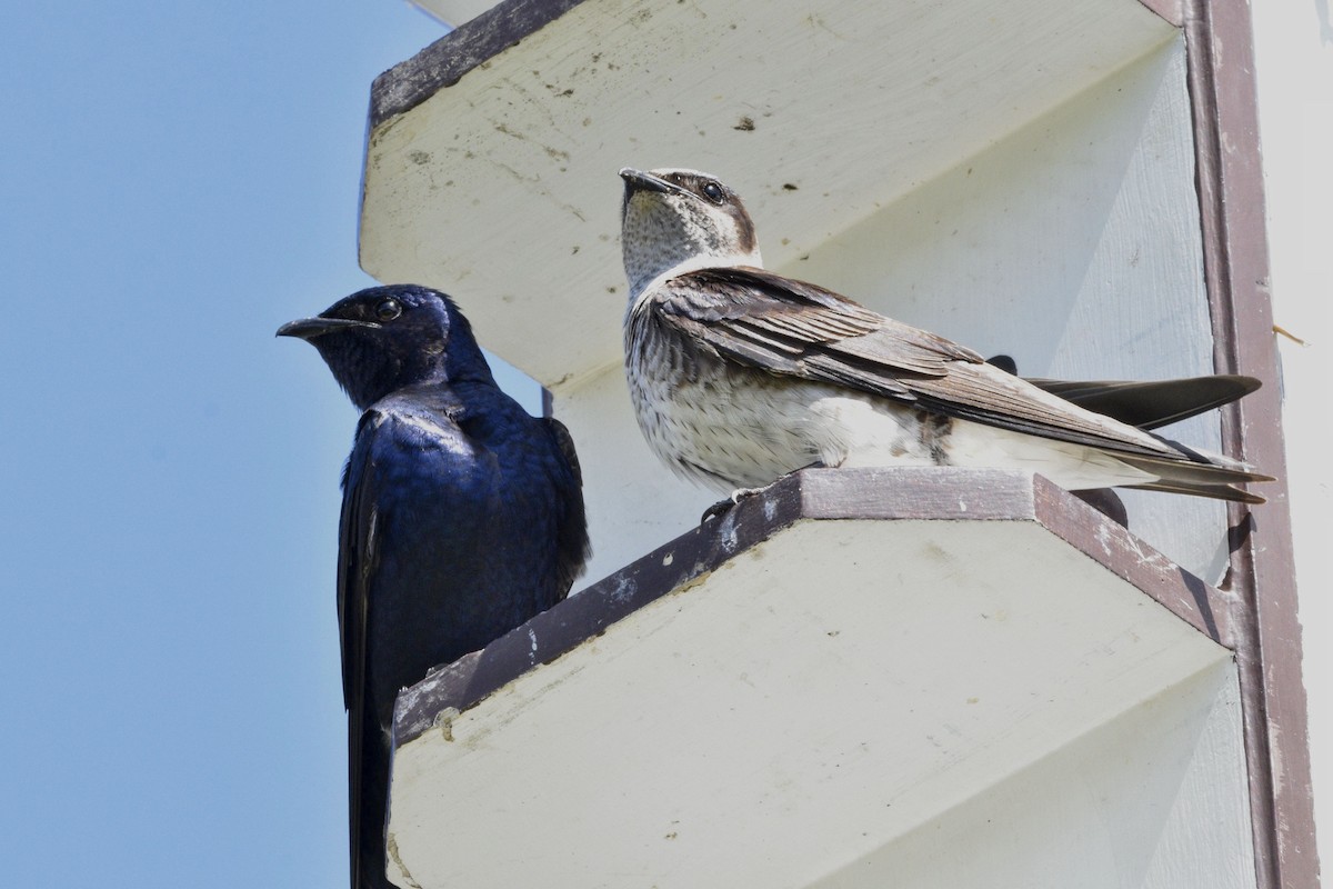 Purple Martin - ML620673864