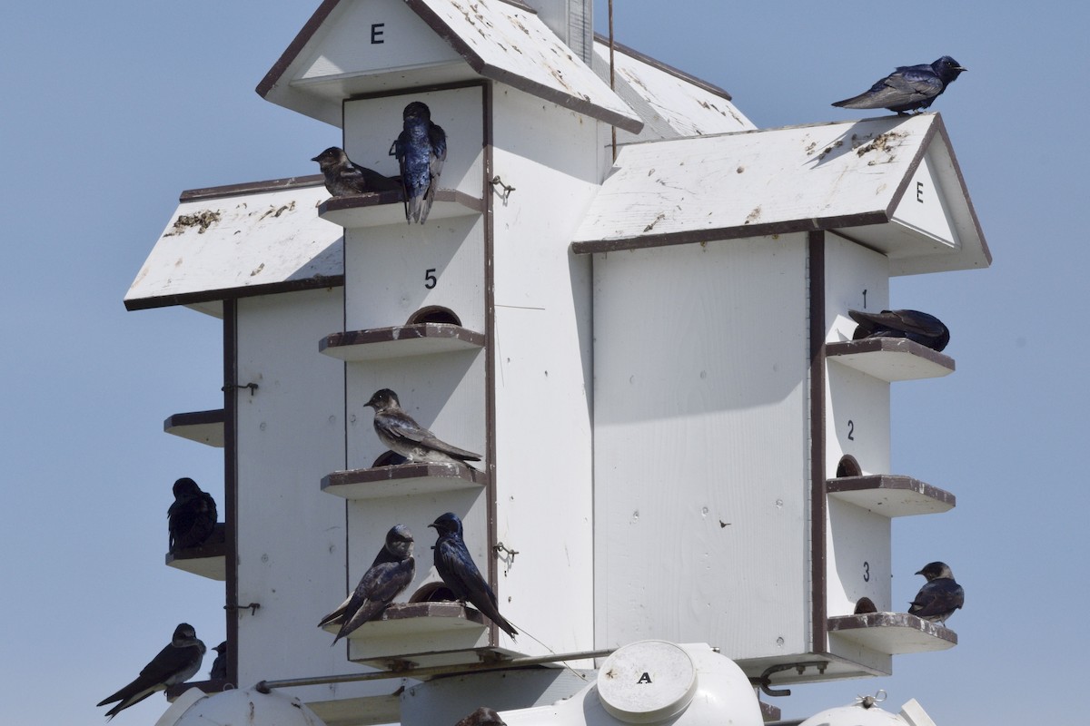 Purple Martin - ML620673865