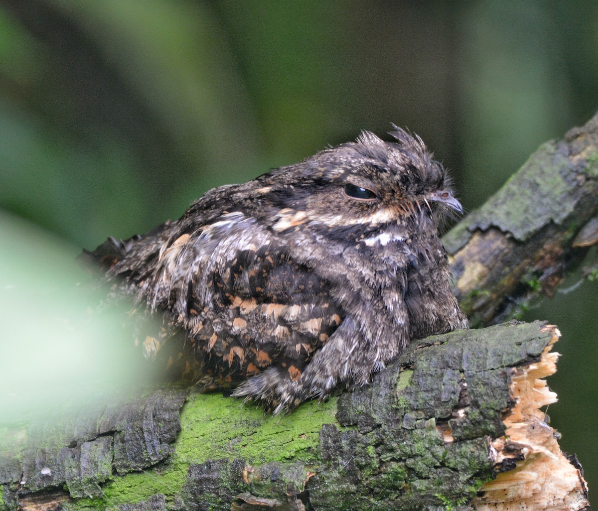 Gray Nightjar - ML620673867