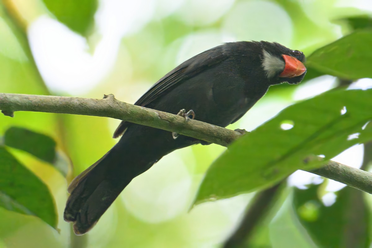 Slate-colored Grosbeak - ML620673871