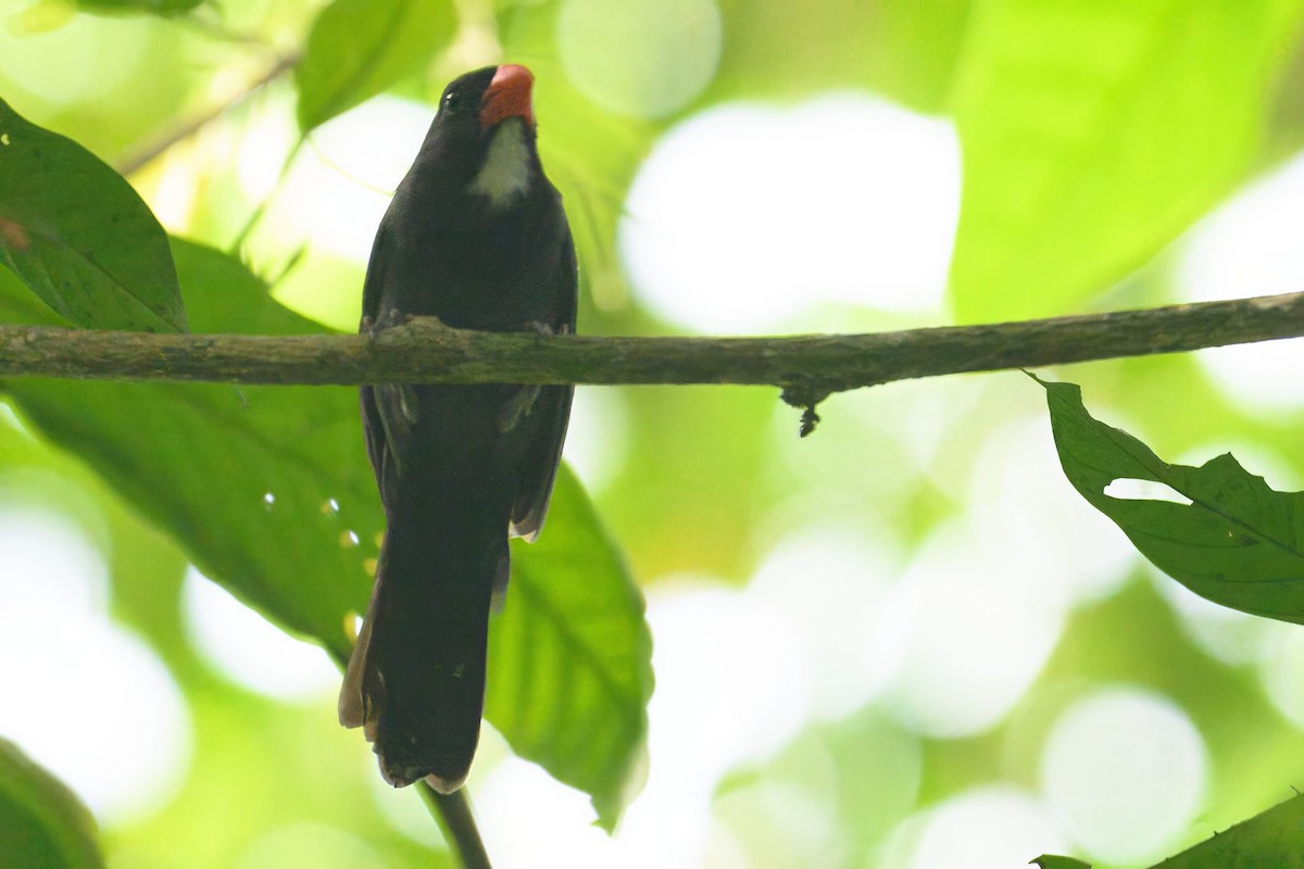 Slate-colored Grosbeak - ML620673875