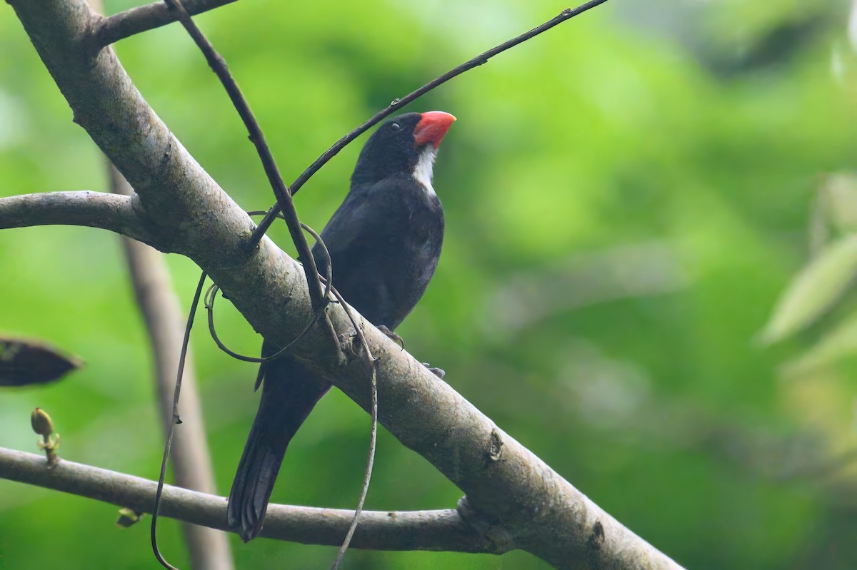 Slate-colored Grosbeak - ML620673877