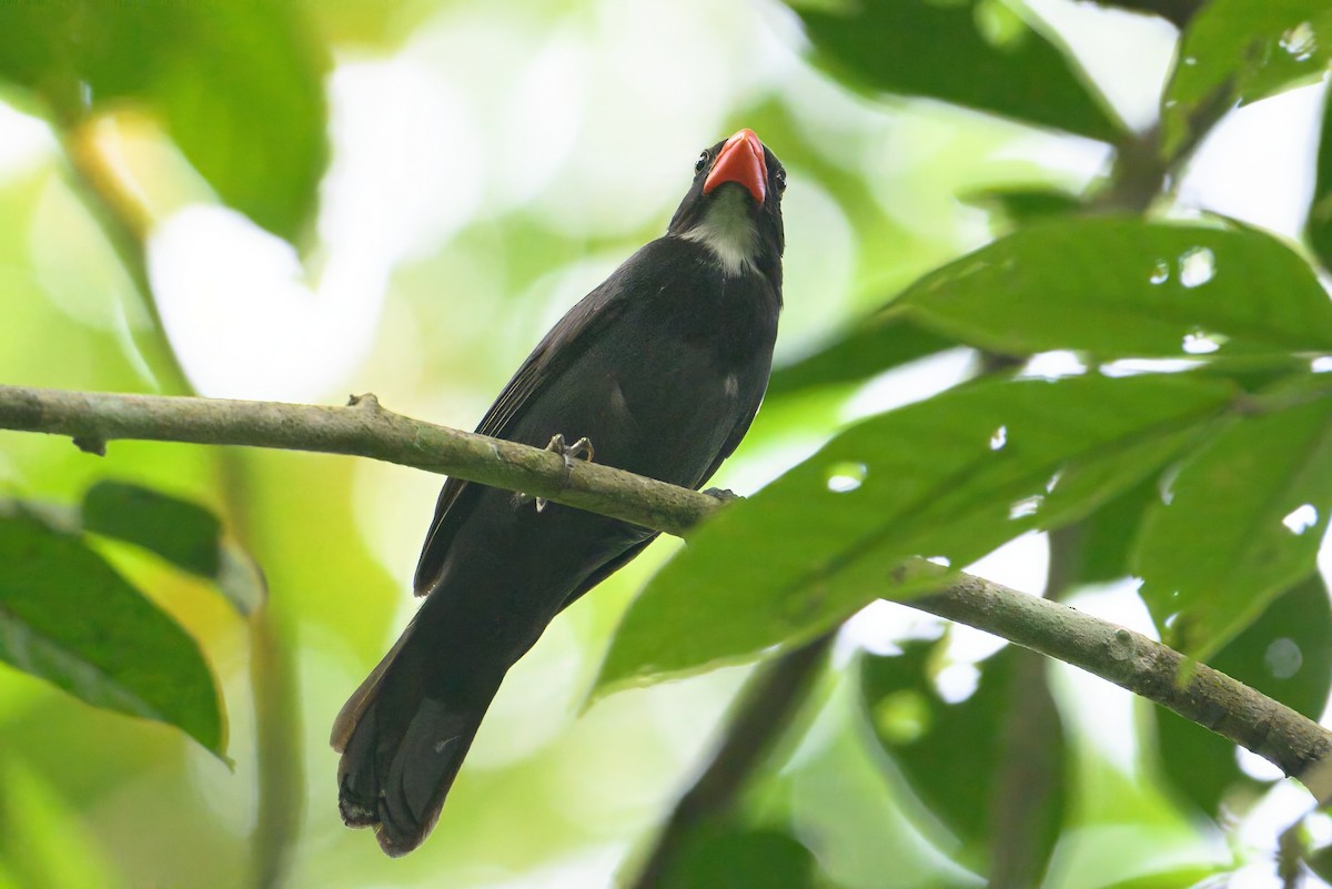 Slate-colored Grosbeak - ML620673879