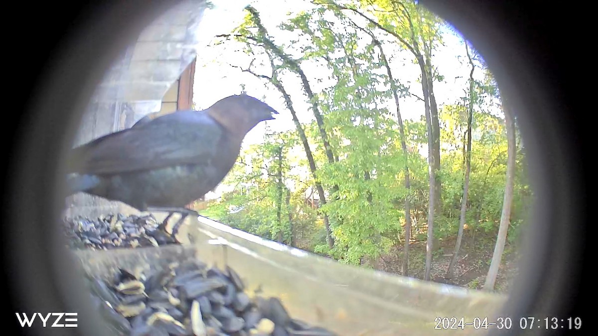 Brown-headed Cowbird - ML620673881