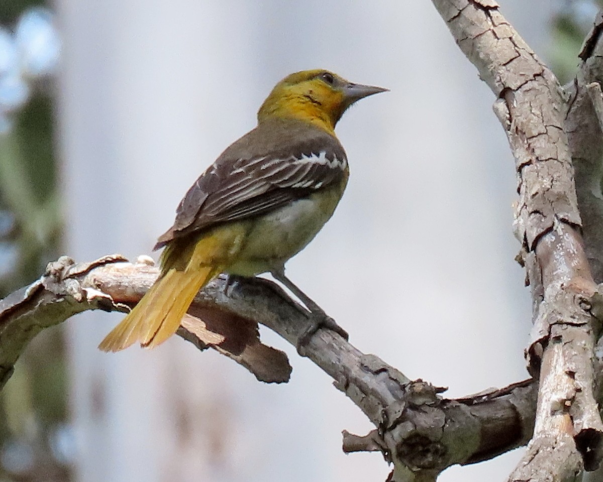 Bullock's Oriole - ML620673882