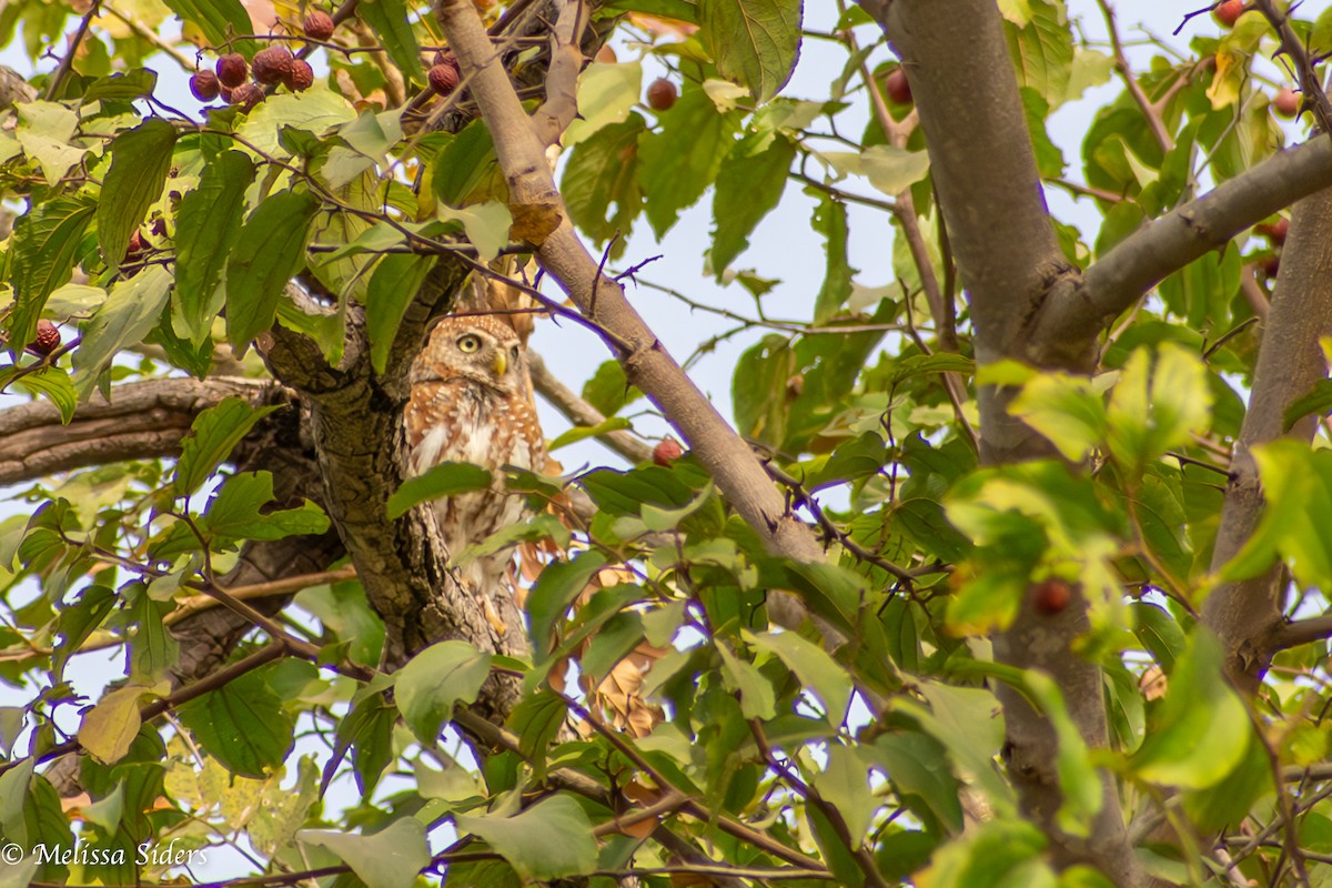 Pearl-spotted Owlet - ML620673883