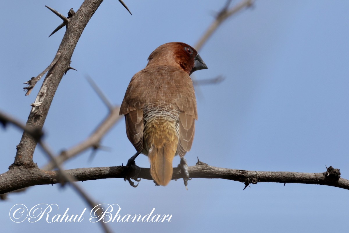 Scaly-breasted Munia - ML620673885