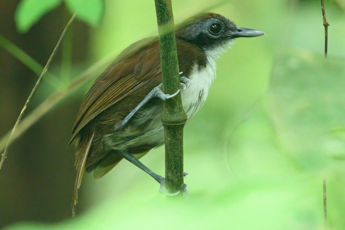 Bicolored Antbird - ML620673896