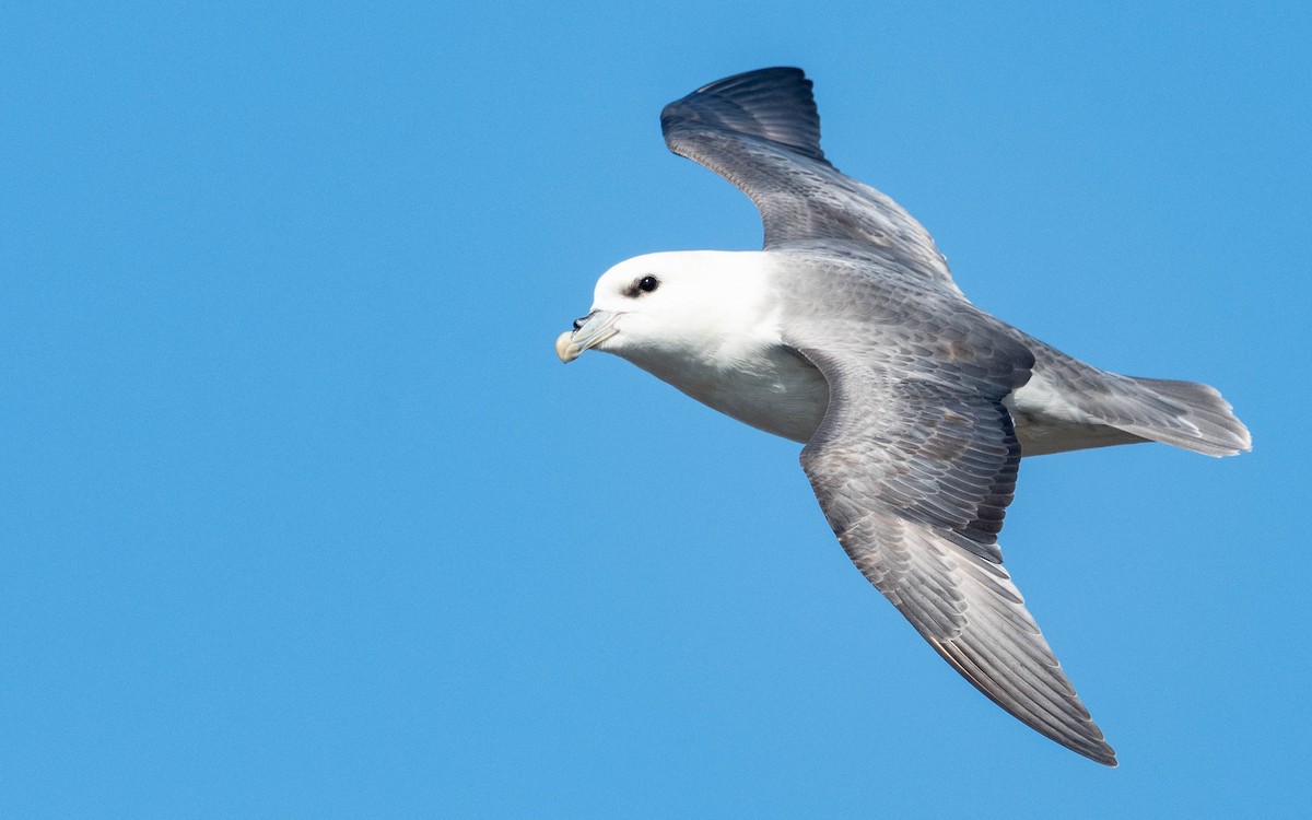 Northern Fulmar - ML620673900