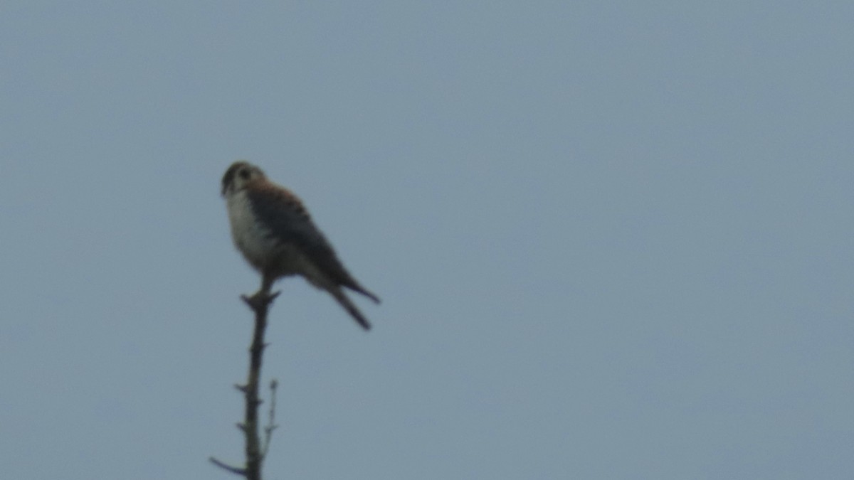 American Kestrel - ML620673903