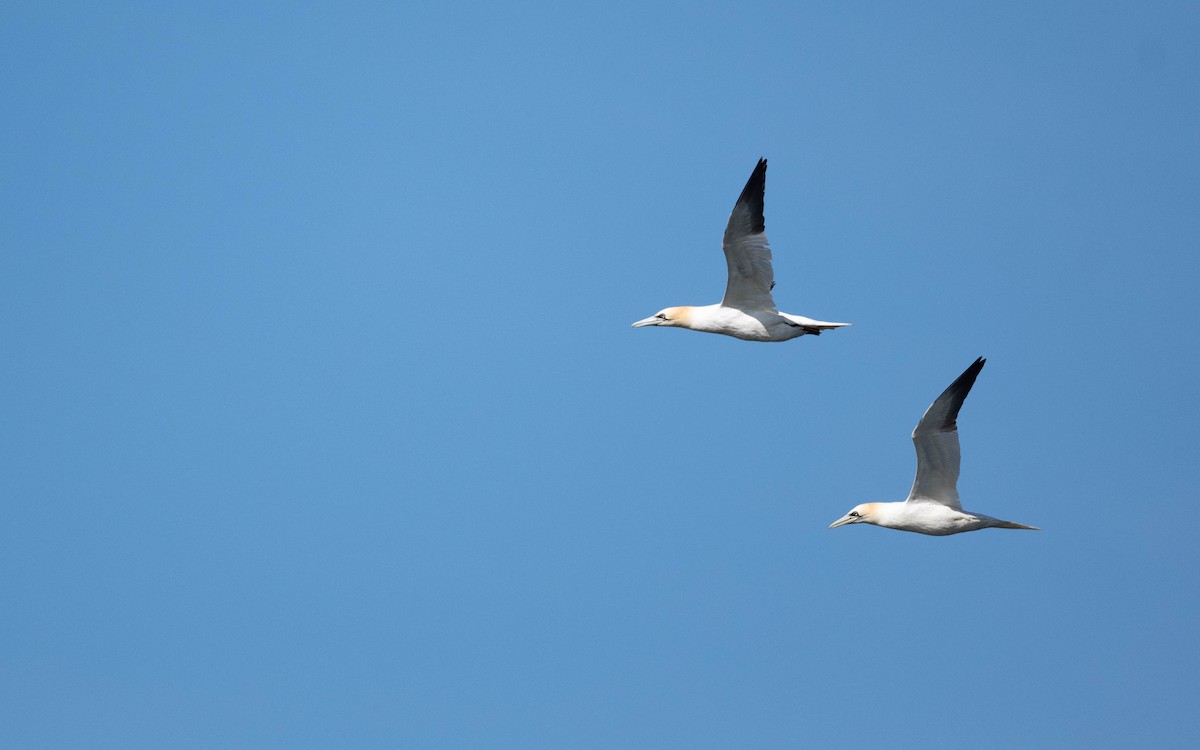 Northern Gannet - Vincent Giroux