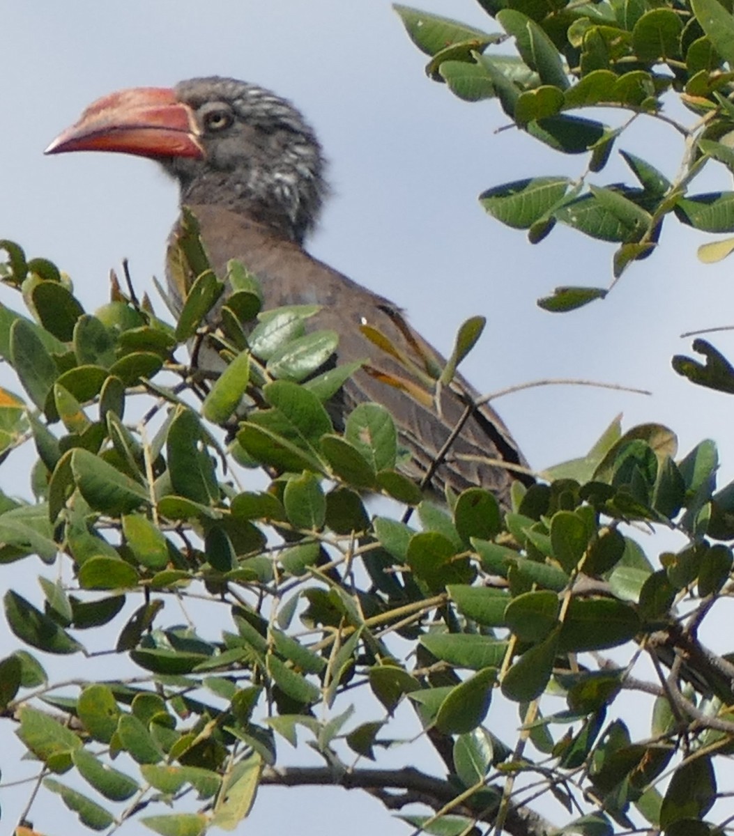 Crowned Hornbill - ML620673909