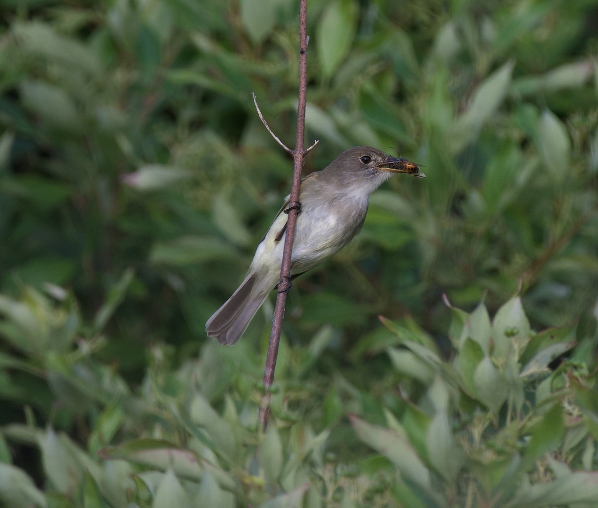 Willow Flycatcher - Tom Baumgart