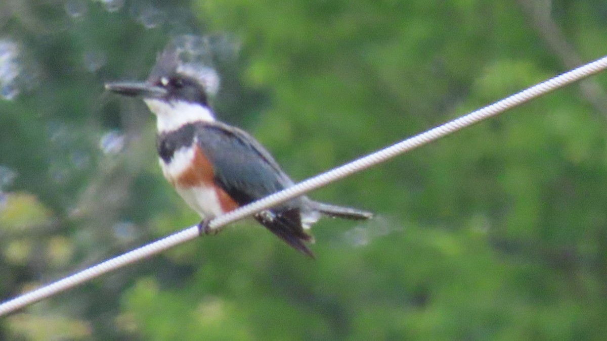 Belted Kingfisher - ML620673913