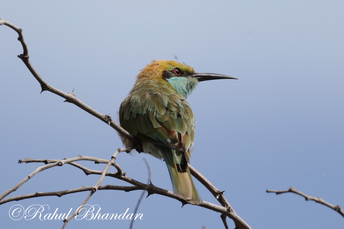 Asian Green Bee-eater - ML620673914