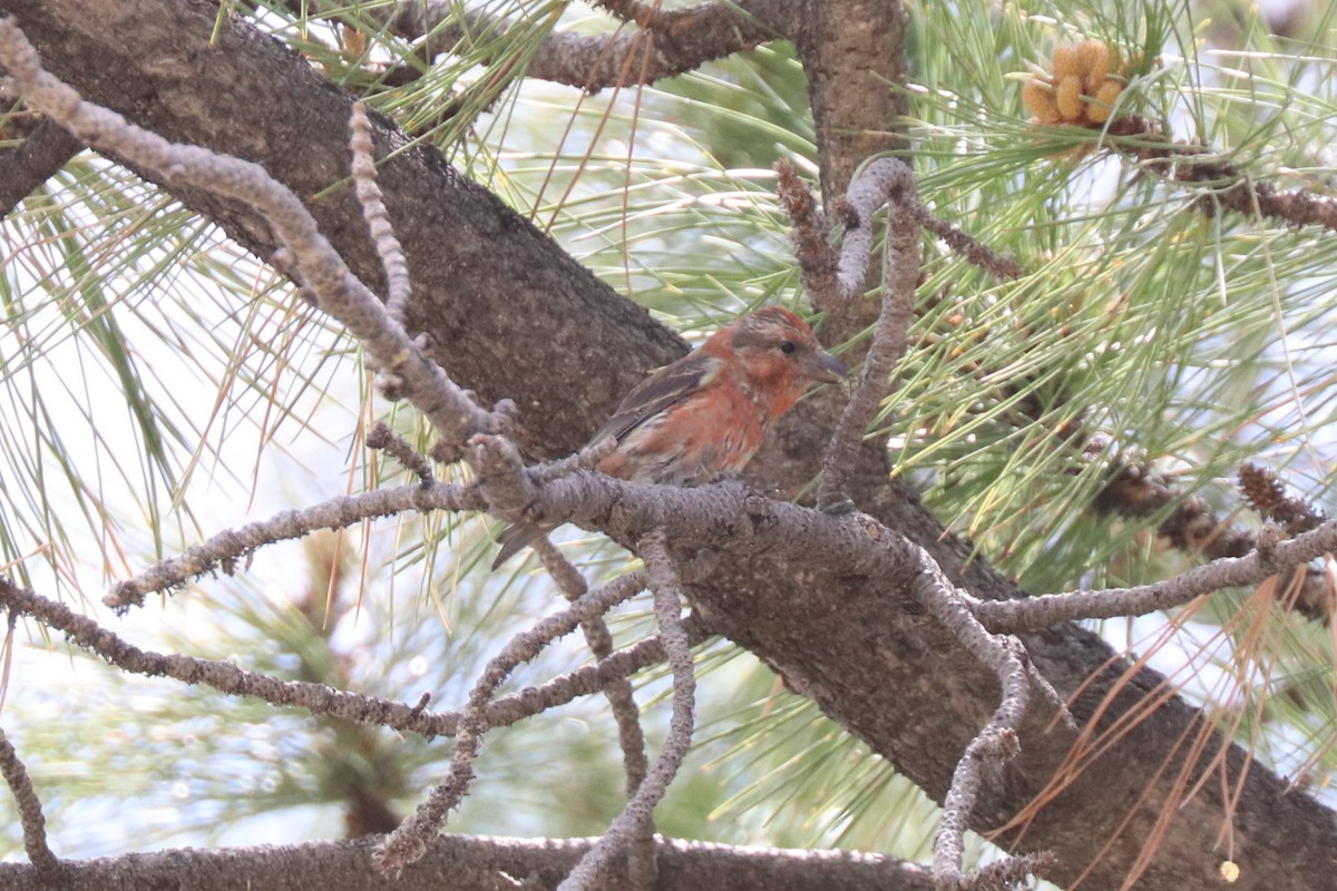 Red Crossbill - Matt Conn