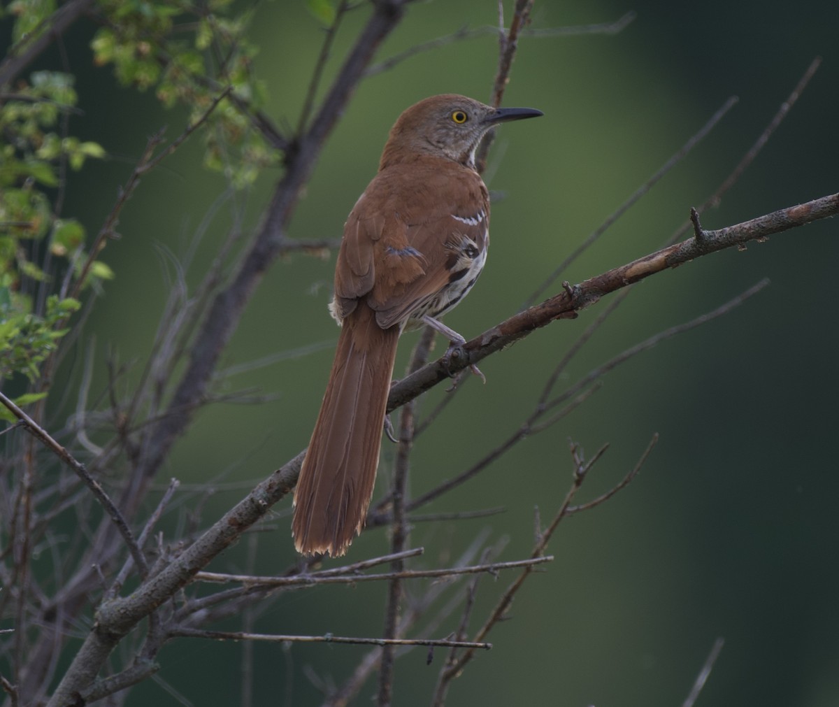 Brown Thrasher - ML620673924