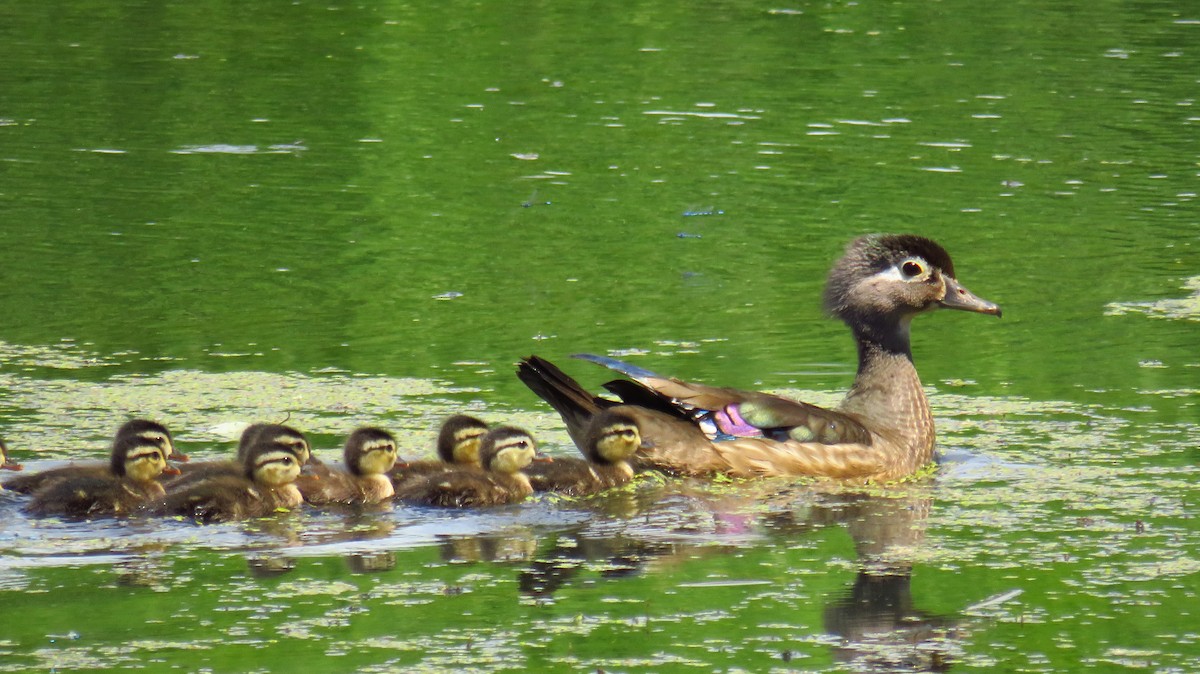 Wood Duck - ML620673926