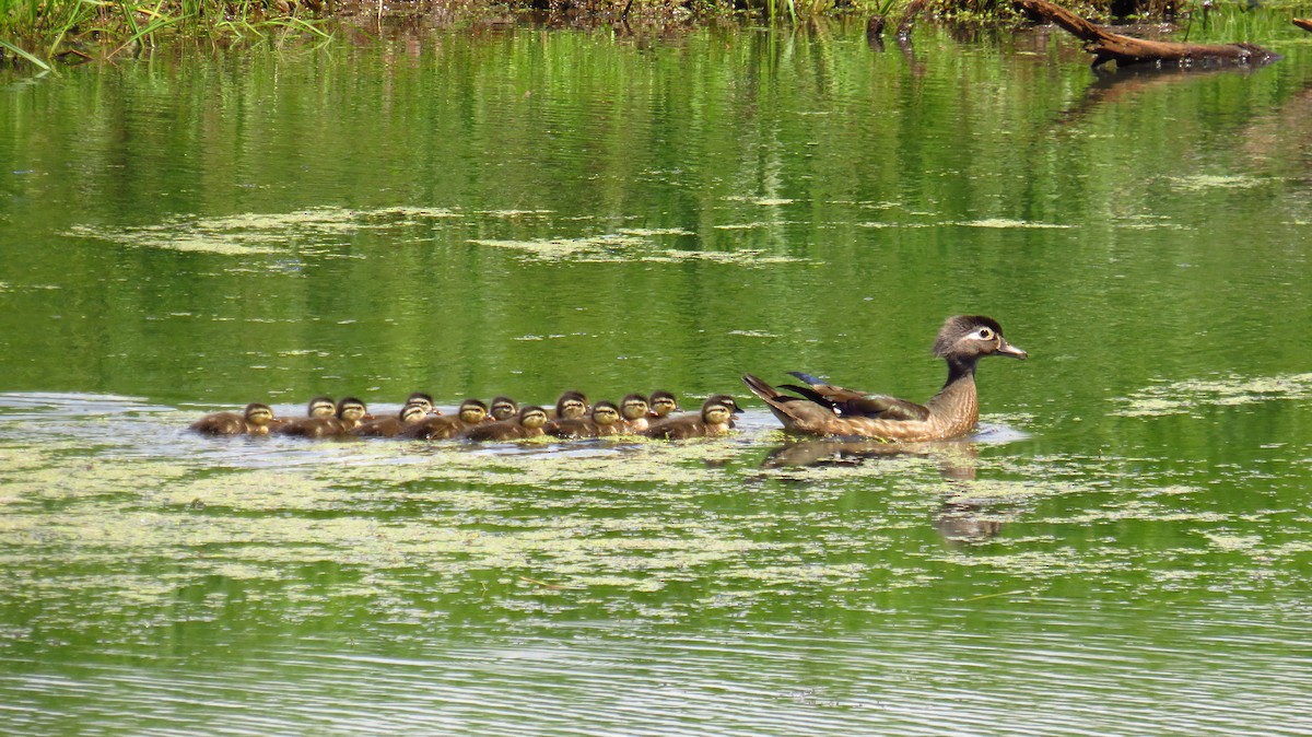 Wood Duck - ML620673927