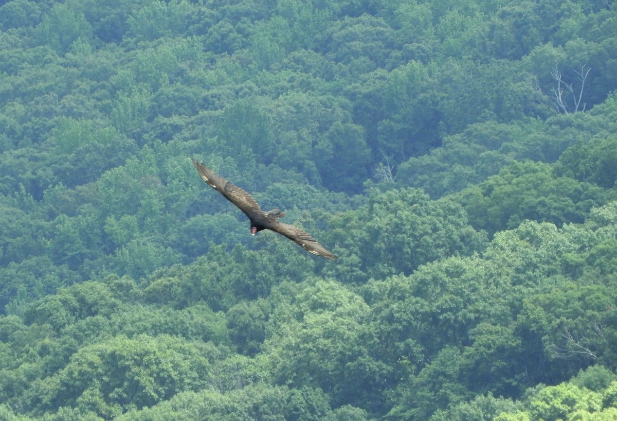 Turkey Vulture - ML620673928