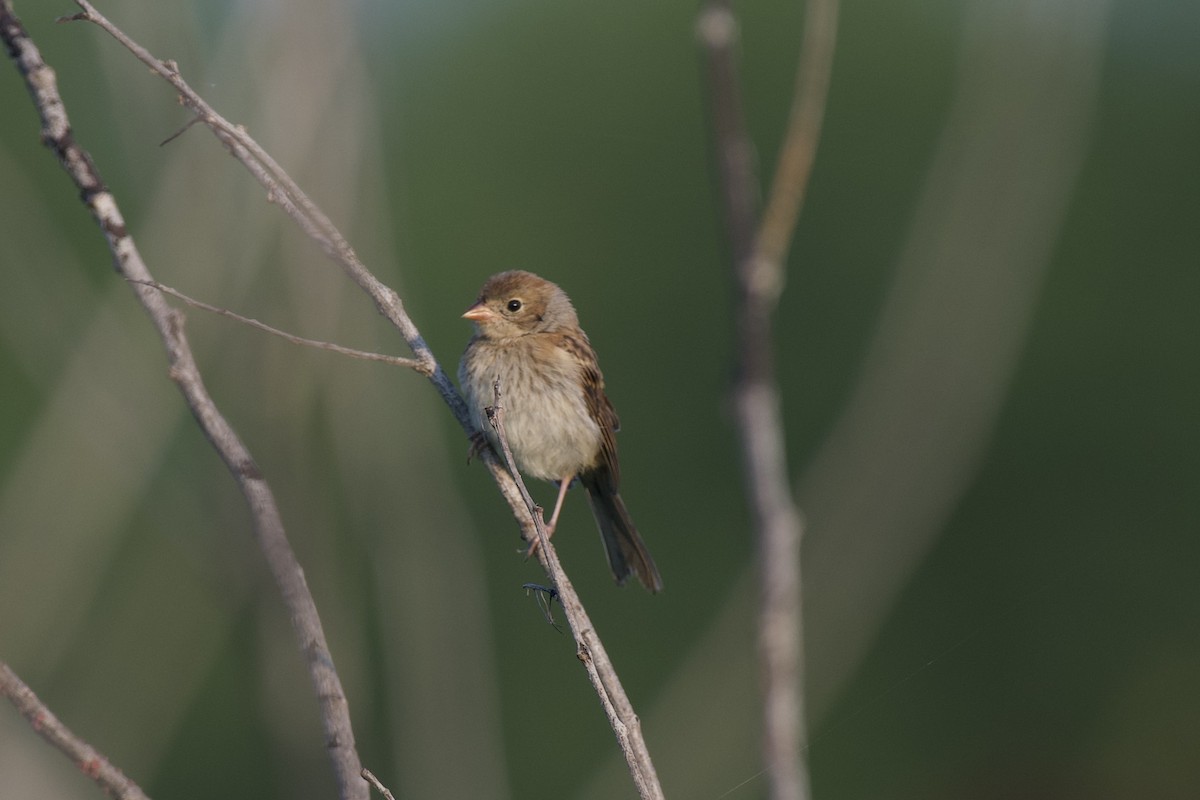 Field Sparrow - ML620673929