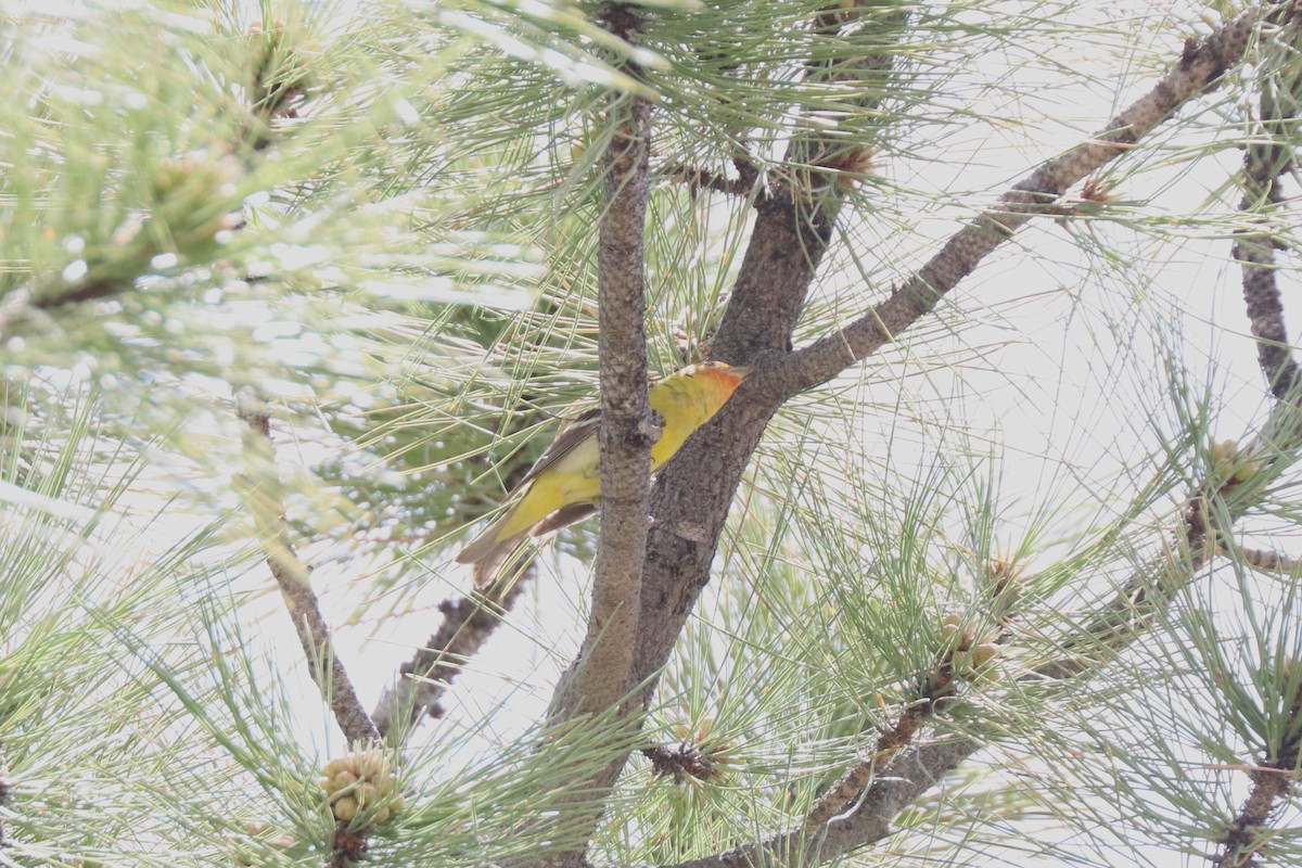 Western Tanager - Matt Conn