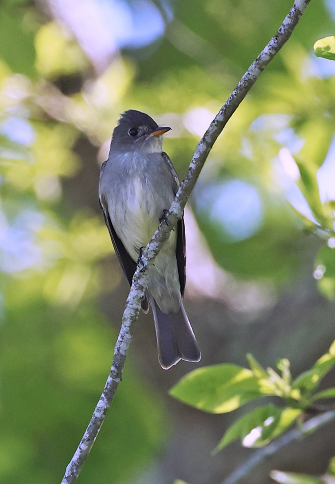 Eastern Wood-Pewee - ML620673935