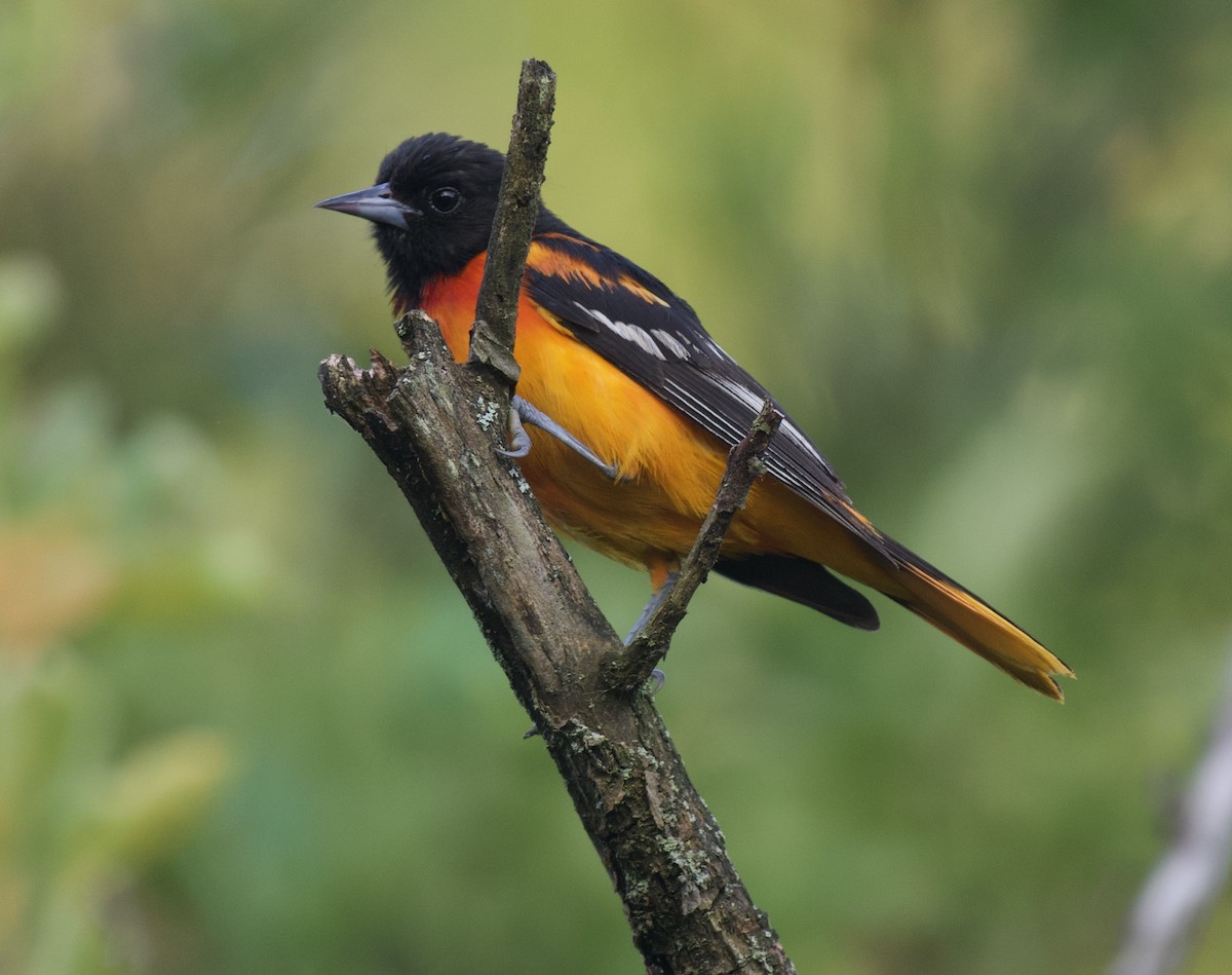 Baltimore Oriole - ML620673937